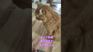 感じる力が強い！ #ねこのいる暮らし #shorts