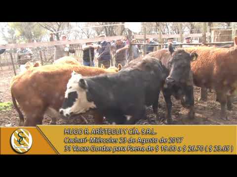 23-08-17 Venta de hacienda al kilo -   Hugo R.  Aristegui  -Cacharí
