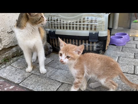 Mother cat and her kittens living on the street. Kittens are so cute. 🥰🐈