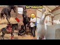Socha Nahi Tha Naya Ghoda Farm Par Aate Hi Sab Kuch Bigad Dega Chetika V S Narshringar Ye Kya Hogya