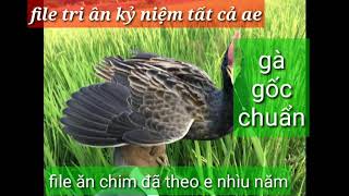 Download lagu Tiếng cúm núm gà gốc kỷ niệm ae mọi miền.[bao ăn chim] mp3