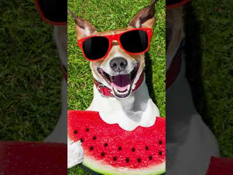 🍉 ¿SANDÍA para Tu PERRO? DESCUBRE sus Asombrosos BENEFICIOS perros 🐩