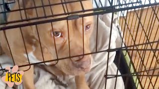 These Dogs Are CRIMINAL! 😂 | The Best Cute, Funny Animal Videos Compilation #11 | AFV Pets