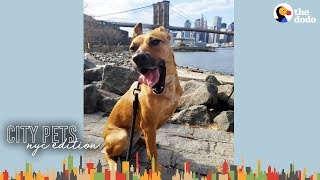 3 Legged Dog Makes This Brooklyn Couple's Family Complete | The Dodo City Pets by The Dodo