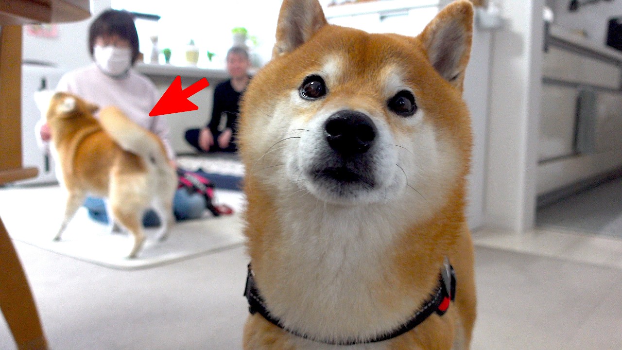 6日ぶりに柴犬と再会したお袋、涙が止まらない結末に。。