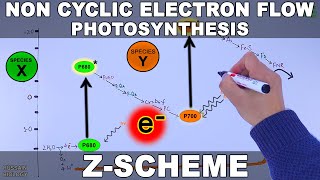 Non Cyclic and Cyclic Electron Flow | Z Scheme
