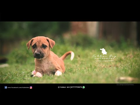 Nikon D750 Video Review_Relaxing_Nature_Dogs_Tubbai_Dey | Lockdown timepass | 2020