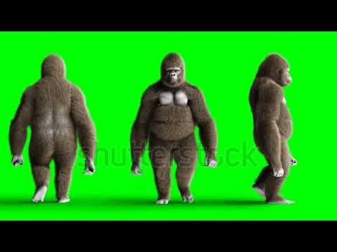 # ai video generate monkey 🐒 is walking # pratyaksha #Anvita
