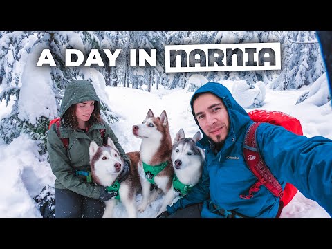 Crazy Huskies LOVE DEEP SNOW | Husky Squad