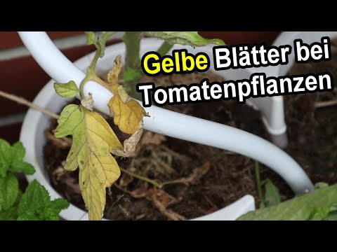 , title : 'Tomatenpflanzen hat gelbe Blätter - URSACHE & LÖSUNG / Tomaten gelbe Blätter'