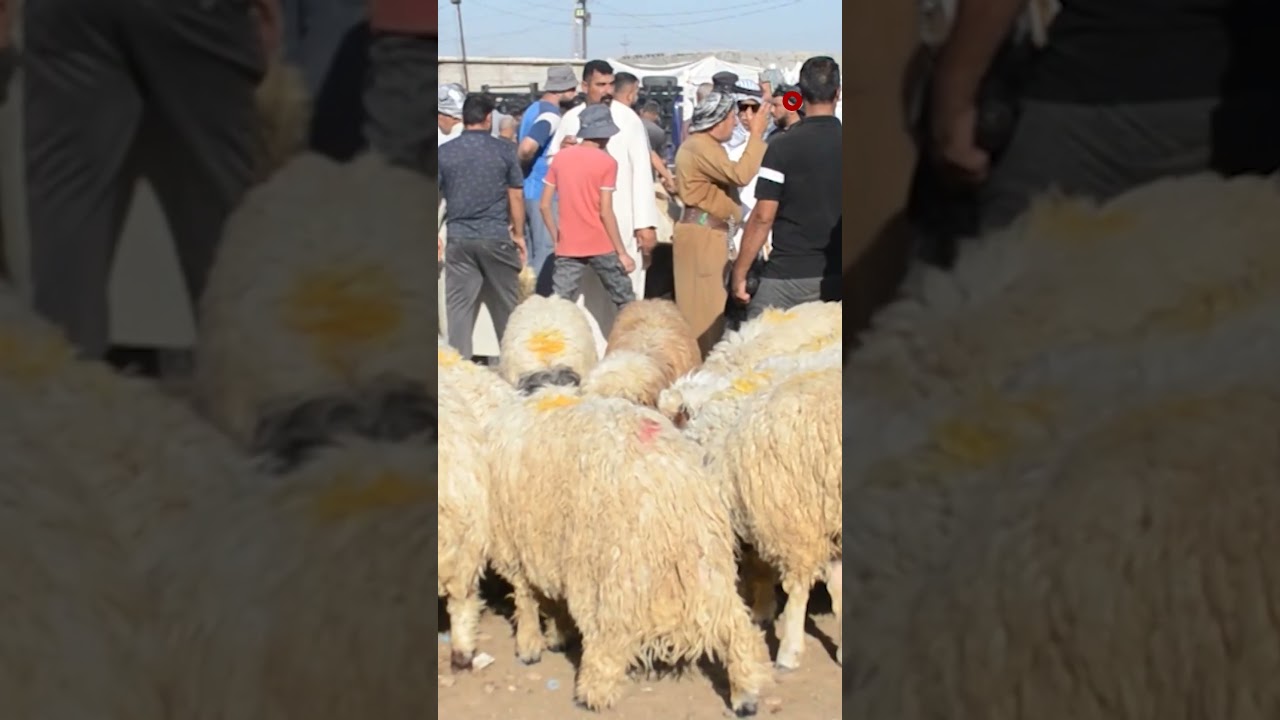 فيديو | سعر الخروف بنصف مليون دينار والعجل بمليون في ديالى