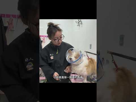 既能赚钱又能合法殴打顾客的工作 #故事 #养宠日常 #热点 #搞笑故事 #崇崇 #pets #故事分享 #萌寵 #故事頻道 #感人壹幕 #感人壹幕 #cat #cute #寵物友善日常