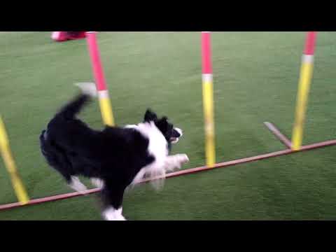 Agility trénink 10. 2. 2019