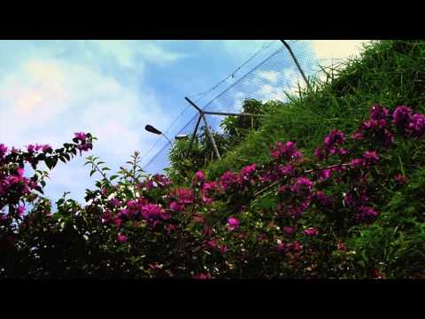 #5759, Mariposas vuelan sobre las flores de un arbusto [Efecto], Animales y naturaleza