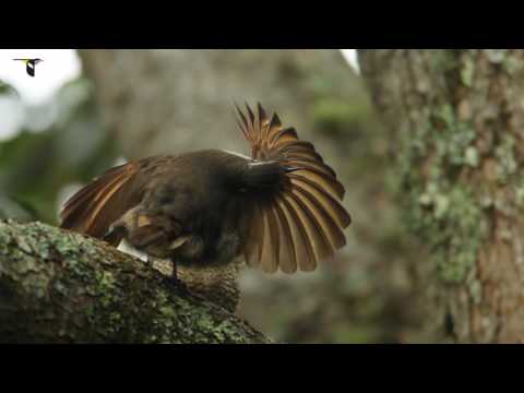 Subadult Paradise Riflebird Practices Courtship Display