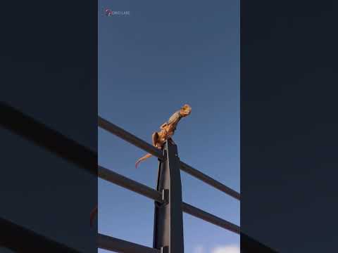 Dilophosaurus escapes for a reason - Jurassic World Evolution 2