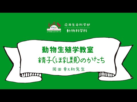 動物科学科 精子（哺乳類）のかたち【日本獣医生命科学大学 応用生命科学部 １分動画 動物生殖学教室】