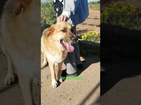 Regalo Ricky giovanissimo pastore in cerca di adozione 