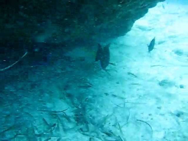 Tropical Fish Under the Rocks