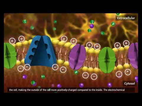 Impulso nervoso - dublado