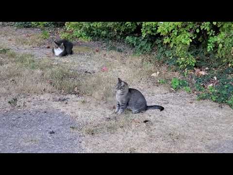 Mouse toy (2020.09.22)