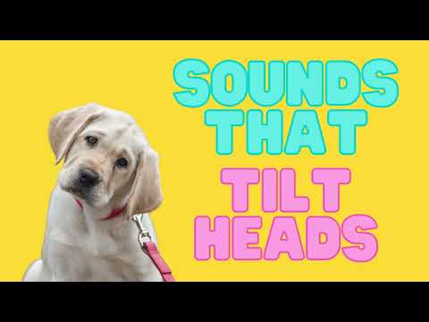 Sounds That Will Make Your Dog Tilt Their Head! | Dog Sounds For Funny Reaction | #dogsound #sounds