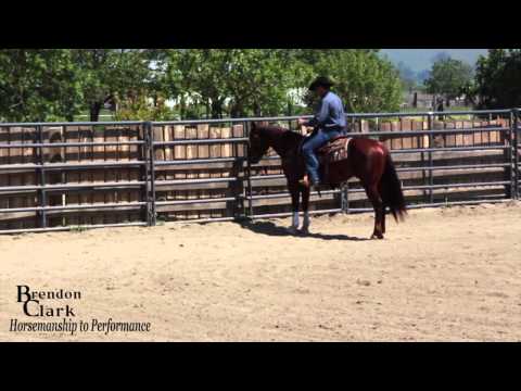 YouTube video about: How to teach a horse to sidepass?