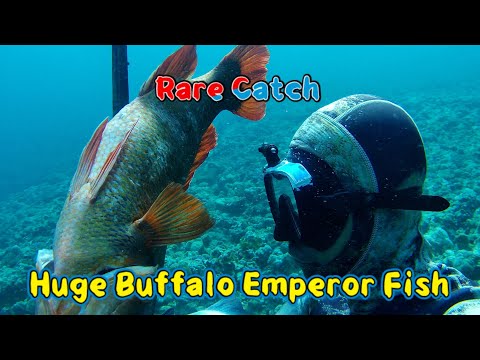 A Rare Catch, Huge Buffalo Emperor Fish 🐟