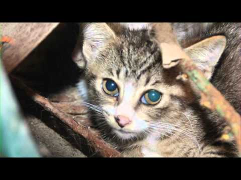 MID MICHIGAN CAT RESCUE/MMCR (PSA Video 2012)