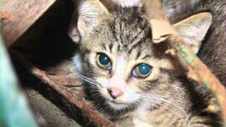 MID MICHIGAN CAT RESCUE/MMCR (PSA Video 2012)