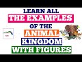 Tricks To Learn Examples Of Animal Kingdom for NEET / AIIMS 2020 | Animal Kingdom Class 11th Tricks| Tricks To Learn Examples Of Animal Kingdom for NEET / AIIMS 2020 | Animal Kingdom Class 11th Tricks|