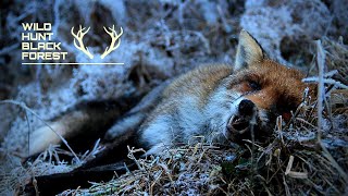 Winterfuchsjagd im Schwarzwald / Winter Foxhunting in the Blackforest