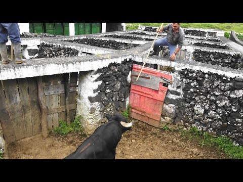 Separação Do Touro 401 - Separating Bull 401 - Terceira Island - Azores
