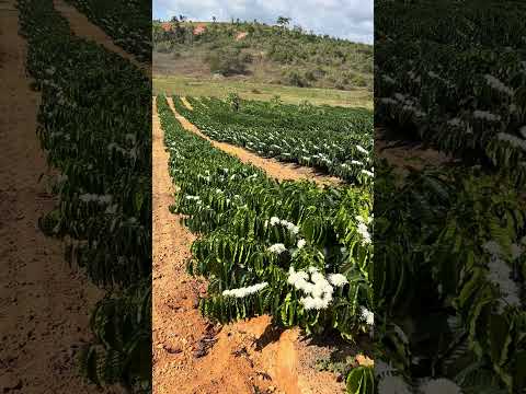 Café conilon em período de florada - Taparuba Minas Gerais