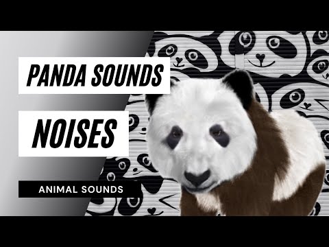 Panda Sounds Noises - panda sound / voice | bleating noise of panda | wild animal sounds