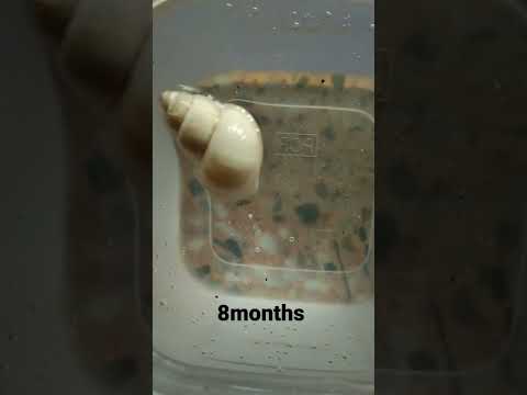 see I have more Shail collection finally who 's gated in 2 year and see shankh growth