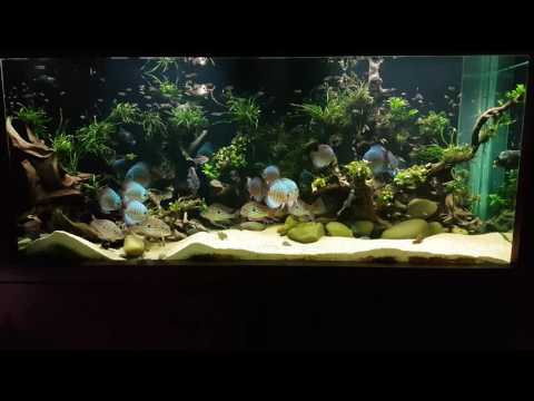 600 gallon planted discus tank! Bed time