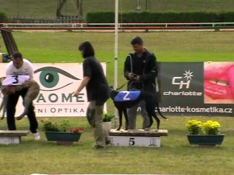 European Derby Sprint Plate 280m MIX S3 greyhound