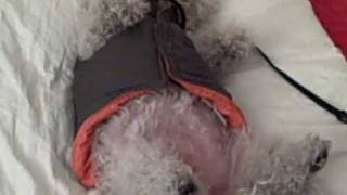 "Have You Got Any Castles?"