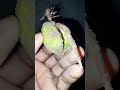 Kolanut Germination