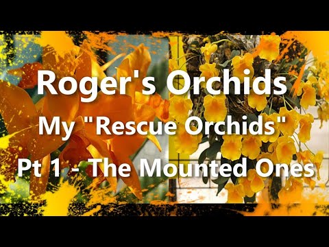 My Rescue Orchids Pt 1 - The Mounted Ones