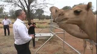 ABC News  - Camels added to Kangaroo Sanctuary