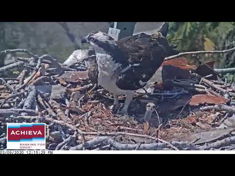 Chubby chick takes a tumble, blames Mom: 3/9/20 - Achieva osprey nest