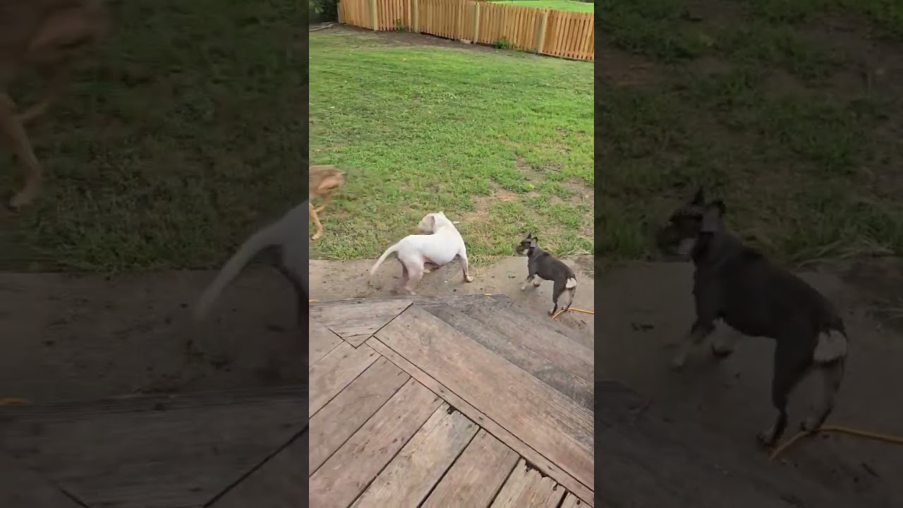 Eneo, an adopted mixed breed in Kansas City, MO video 5/6