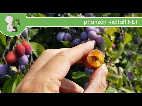 Echte Zwetschge - Früchte/Samen - 23.08.18 (Prunus domestica) - Baum (Früchte) Bestimmung