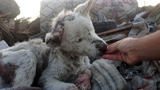 ТОП 7 САМЫХ ДОБРЫХ ПОСТУПКОВ ЛЮДЕЙ В СПАСЕНИИ ЖИВОТНЫХ ! (Ч2) До слёз...