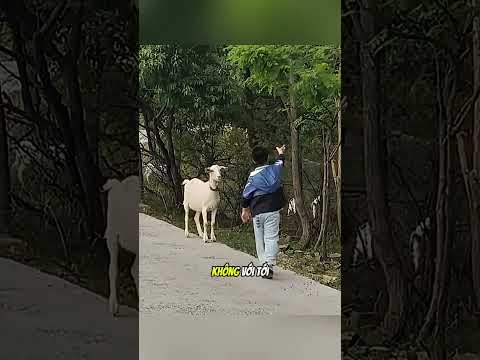 Cậu bé đã giúp mẹ con cừu ăn một bữa no nê#daochieu #shorts