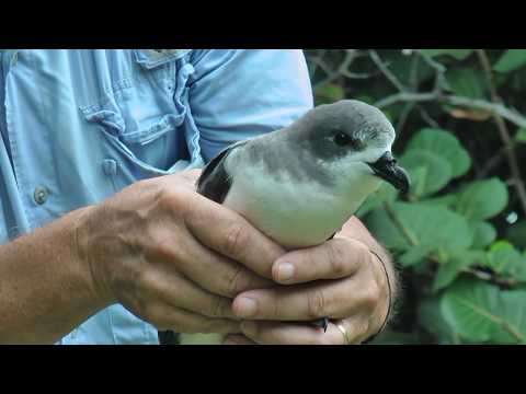 Bermuda Petrel on Nonsuch Island, November 2013