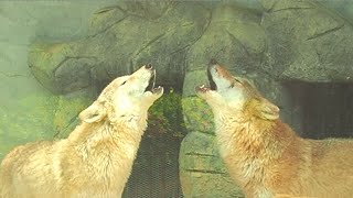 歌う狼 遠吠え?ー天王寺動物園 The Singing Wolf