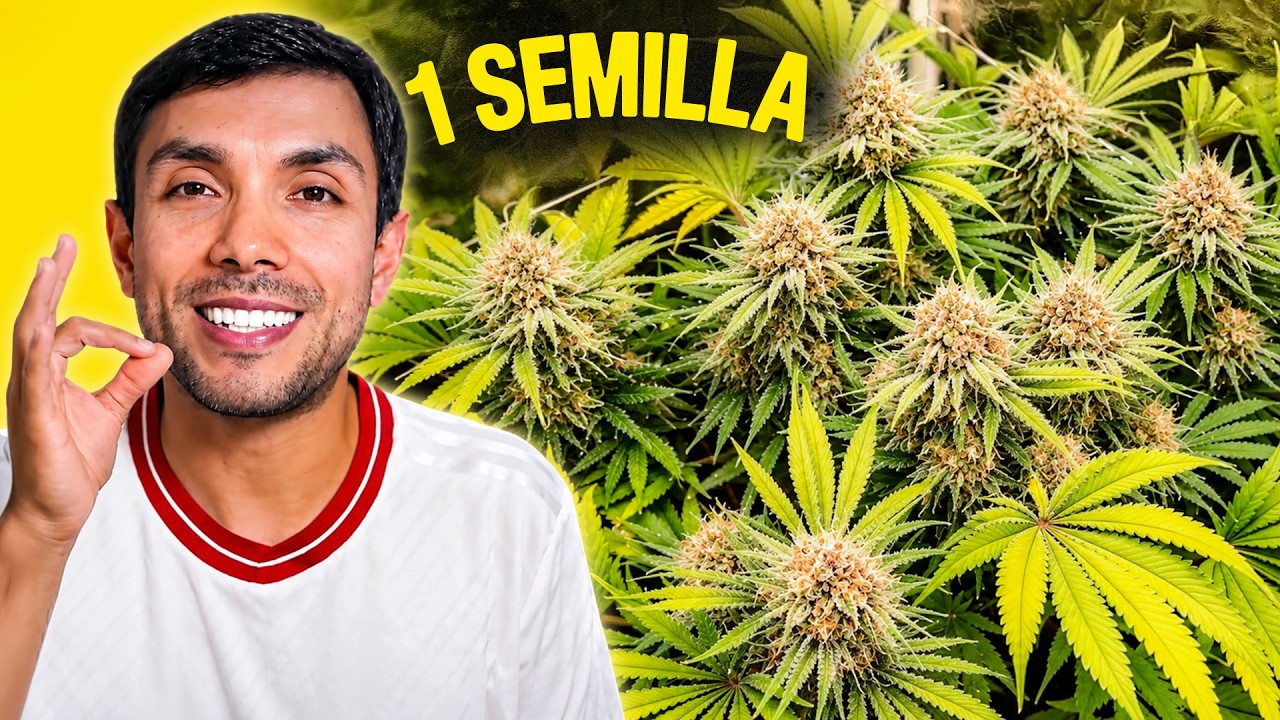 Cultivo 1 Planta con Mainlining | 8 Colas Idénticas de Cream Caramel® @SweetSeedsOfficial